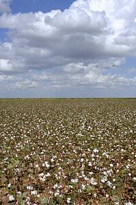 Cotton field