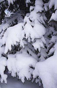 Snow covered branches