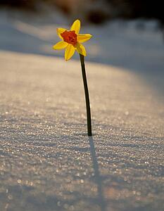 A single Daffodil