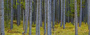 Woodlands