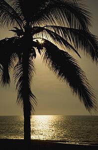 Silhouette of palm tree