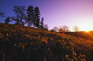 Low-angle view of hill at sunset with trees and blooming flowers.