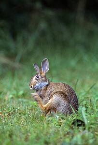 Cottontail rabbit in grass, scratching.