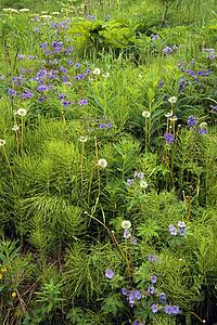 Wildflowers in Bloom