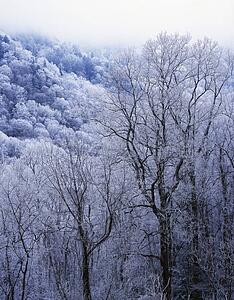 Snow on forest trees, black-colored trunks, Newfound Gap road, Great Smoky Mountains National Park