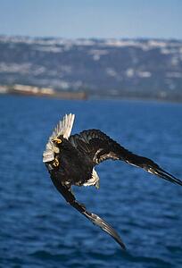 Diving bald eagle
