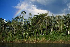 Rainbow over forest