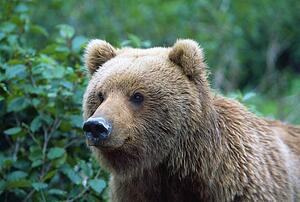 Alaskan brown bear