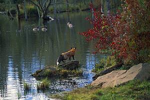 Red fox watching geese