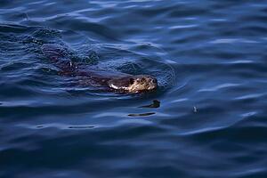 Beaver swimming in water