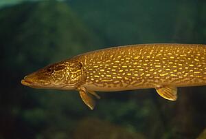 Underwater view of northern pike