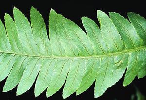 Close-up of goldie's wood fern