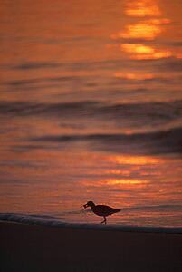 Silhouette of willet seabird with crab, sunset reflection, Assateague Island.