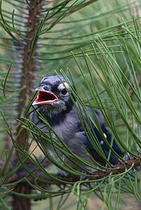 Fledgling blue jay in branch