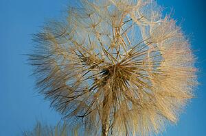 A close-up of a dandelion