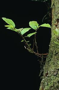 Small branch on tree
