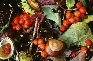 Close-up of fall foliage, berries and chestnut seeds
