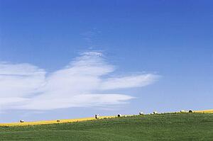 A rolling field
