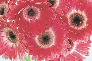 Cluster of Gerbera Daisies