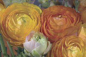 Multi-colored Ranunculus