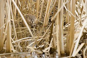 Young beaver in nesting ground