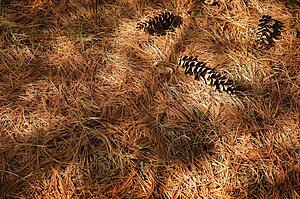 Pine needles
