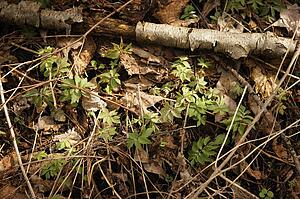 Delicate spring foliage