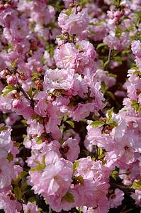 Closeup of cherry blossoms