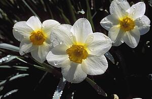 Spring flowers