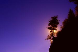 Silhouette of tree on a hill