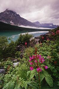 Lower Waterfowl Lake, Banff National Park