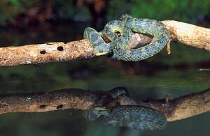 African Bush Viper with reflection
