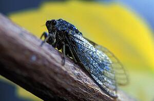 Singing adult Cicada fly