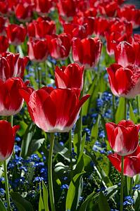 Countless red tulips