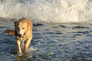 Dog retrieving a stick