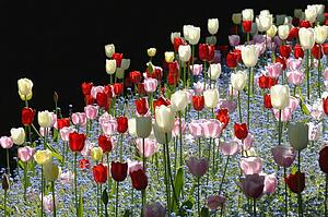 Colorful tulips