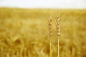 Heads of wheat