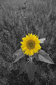 Yellow Sunflower