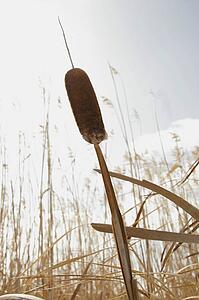 Bulrush