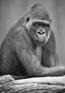 Monkey