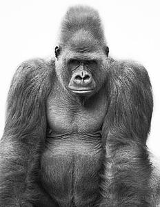 Gorilla