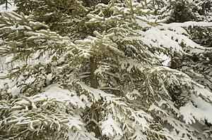Evergreen Laced in Snow