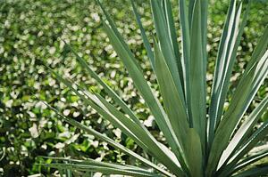 Green plant spikes