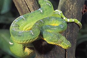 Emerald tree boa