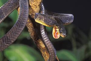 Blandings tree snake