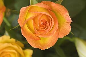 Hybrid tea rose circus