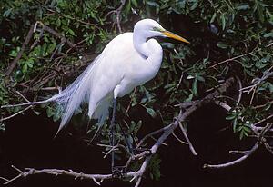 Great egret in breeding plumage