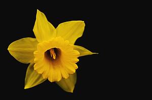 Yellow daffodil