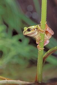Tree frog