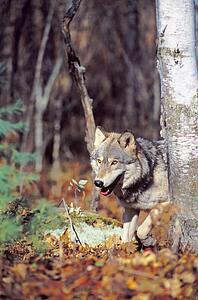 Timber wolf